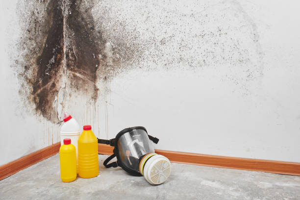 Best Mold Testing  in Wren, AR