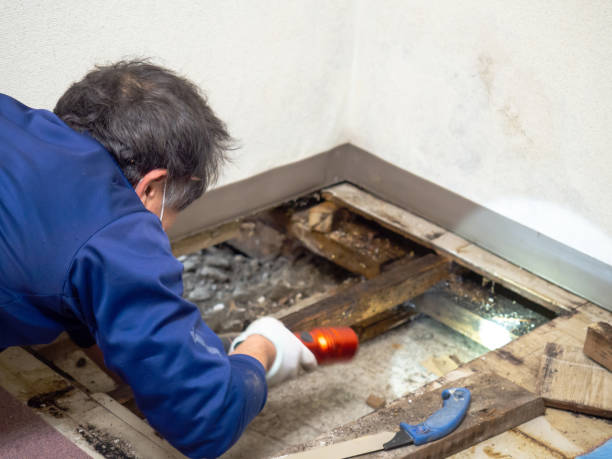 Best Best Mold Removal Companies  in Wren, AR