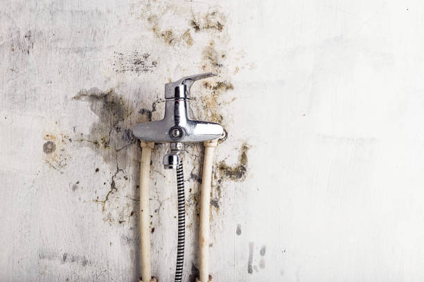 Best Mold Damage Repair  in Wren, AR