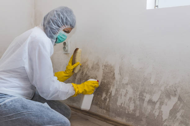 Best Certified Mold Removal  in Wren, AR