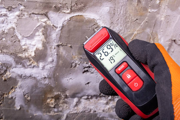 Best Same-Day Mold Removal  in Wren, AR