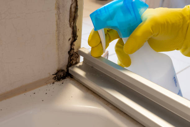 Best Attic Mold Removal  in Wren, AR