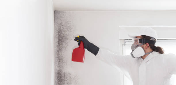 Best Mold Damage Repair  in Wren, AR