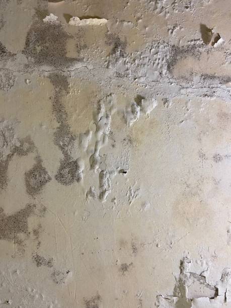 Best Mold Testing  in Wren, AR