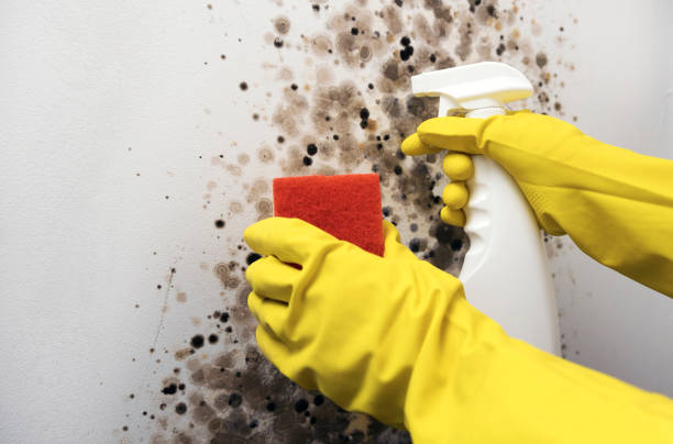 Crawl Space Mold Removal in Warren, AR