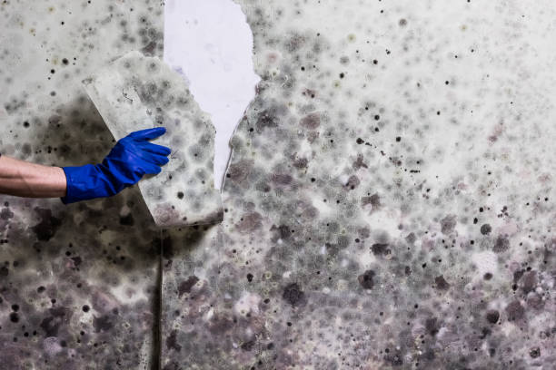 Best Toxic Mold Removal  in Wren, AR