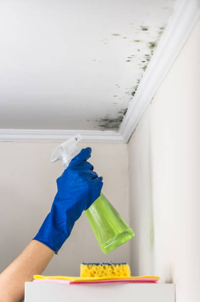 Best Certified Mold Removal  in Wren, AR