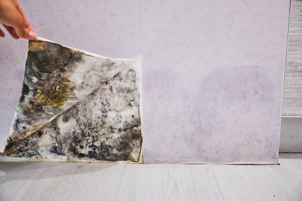 Trusted Warren, AR Mold Removal Experts
